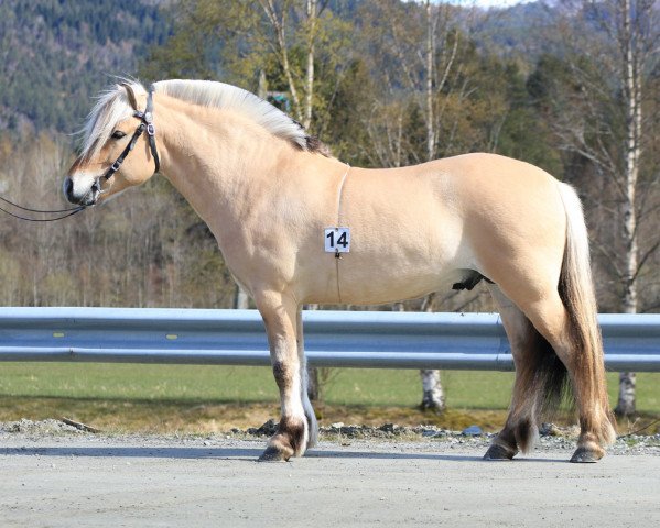 stallion Myras Monrad (Fjord Horse, 2016, from Nytuns Heiden)