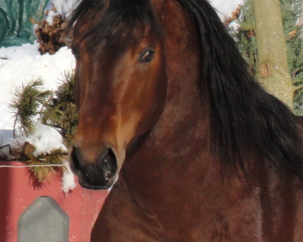dressage horse AHF Ester Smart Hobo (Quarter Horse, 2006)