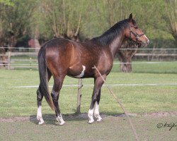 dressage horse Zoé (Westphalian, 2019, from Zoom 8)