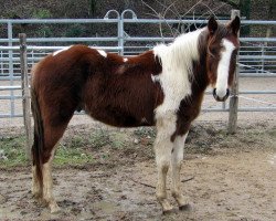 horse Andy Avengers Heaven (Paint Horse, 2016, from Tl Cats Avenger)