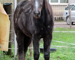 Pferd Hallas Tiny Fury (Quarter Horse, 2016, von AHF Ester Smart Hobo)