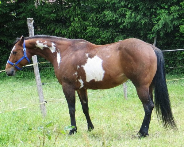 Zuchtstute BMA Passionated Lady (Paint Horse, 2015, von Passionate Andy)