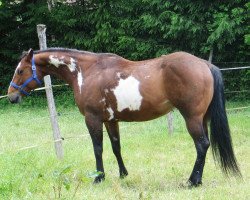 broodmare BMA Passionated Lady (Paint Horse, 2015, from Passionate Andy)