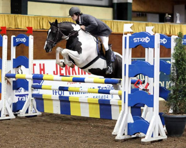 Deckhengst Corrib Cavalier (Irish Sport Horse, 2005, von Cavalier Jump for Joy)
