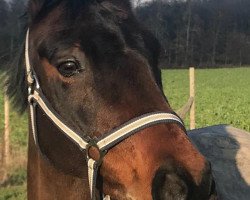 dressage horse La Crockette D (German Riding Pony, 2007, from Castenrayseweg's Lars)