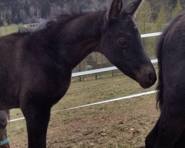 horse Vremja (Russian Trakehner, 2021, from Hanch)