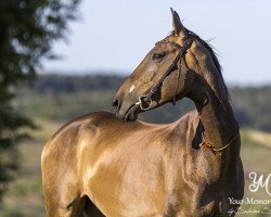 horse Manadis (Akhal-Teke, 2006, from Arshin)