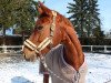 dressage horse Belissima (Hanoverian, 2012, from Belissimo NRW)