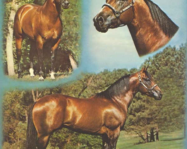 Deckhengst Boss Nowata Star (Quarter Horse, 1972, von Range Boss)