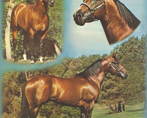 stallion Boss Nowata Star (Quarter Horse, 1972, from Range Boss)