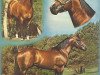 Deckhengst Boss Nowata Star (Quarter Horse, 1972, von Range Boss)