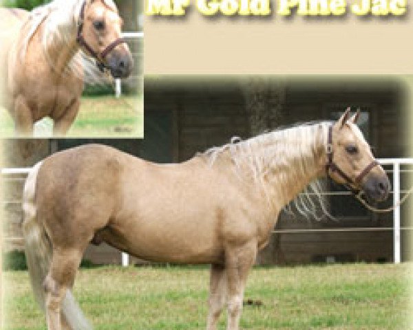 Pferd Mr Gold Pine Jac (Quarter Horse, 1990, von Hollywood Jac 86)