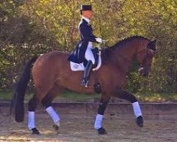 stallion Greco de Lully CH (Swiss Warmblood, 1996, from Gauguin de Lully)