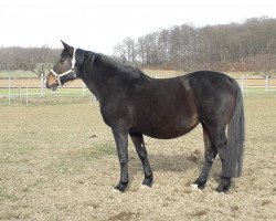 broodmare Traumrose (Holsteiner, 2003, from Quantum)