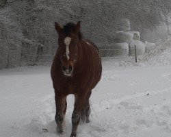 horse Naila (Freiberger, 2002, from Neckar)