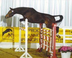 broodmare Coriana Pzm (Hanoverian, 2002, from Contendro I)