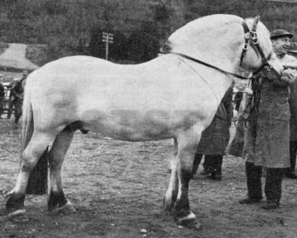stallion Soliden N.1635 (Fjord Horse, 1959, from Torbjørn N.1417)