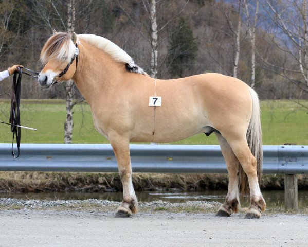 stallion Nordbustad Frikk (Fjord Horse, 2013, from Ninjar D.773)