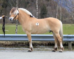 stallion Nordbustad Frikk (Fjord Horse, 2013, from Ninjar D.773)