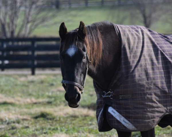 stallion Silver Ray xx (Thoroughbred, 1989, from Silver Hawk xx)