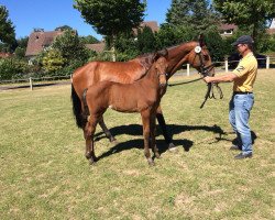 broodmare Quite Coco (Holsteiner, 2006, from Quite Capitol)