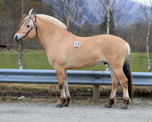 stallion Lyheims Leik (Fjord Horse, 2016, from Kneist N.2669)