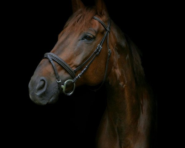 horse Walldes (Württemberger, 2005, from Wolkenzug)