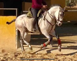 horse Inmigrante Del Río (Pura Raza Espanola (PRE), 2010)