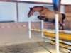 jumper Dubai de Semilly ZD (Hanoverian, 2015, from Diamant de Semilly)