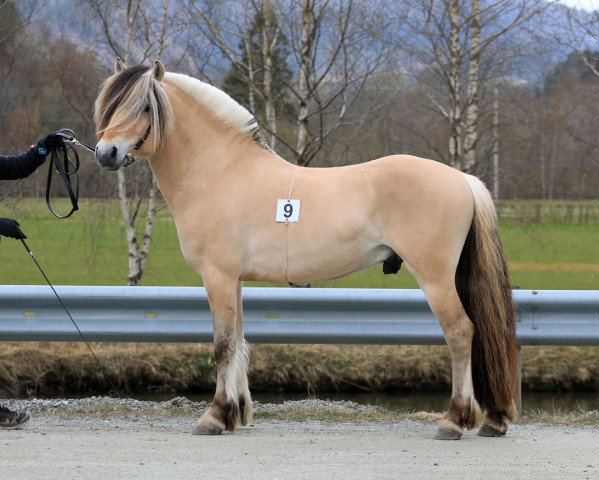 stallion Kornvin Brisen (Fjord Horse, 2016, from Brijol)