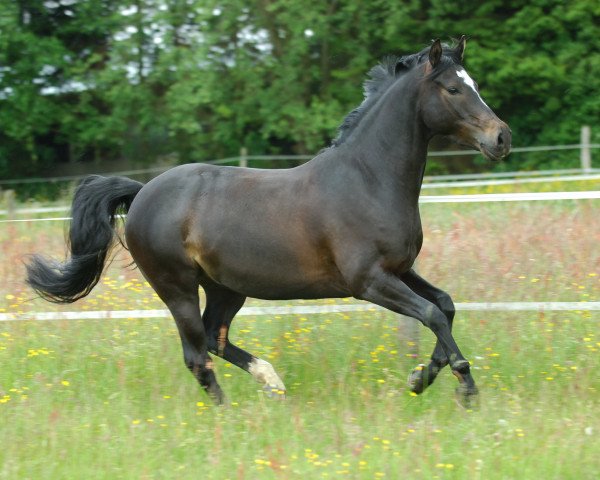 dressage horse Kentino (German Riding Pony, 2001, from Kennedy WE)
