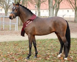 dressage horse Mondzauber (Deutsches Reitpony, 2016, from Movie Star)