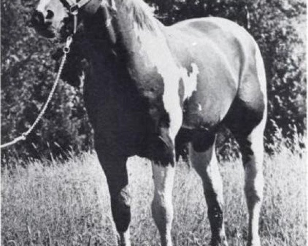 stallion Skip Hi 8 (Paint Horse, 1959, from Skipper's Lad)