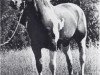 stallion Skip Hi 8 (Paint Horse, 1959, from Skipper's Lad)