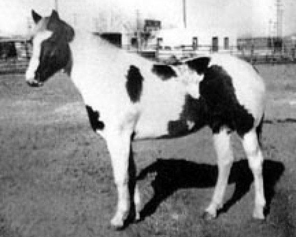 stallion Skip's Lad (Paint Horse, 1964, from Skip Hi 8)