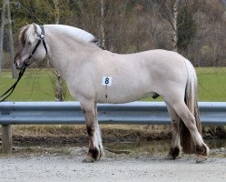 stallion Brekke Solan (Fjord Horse, 2016, from Brijol)