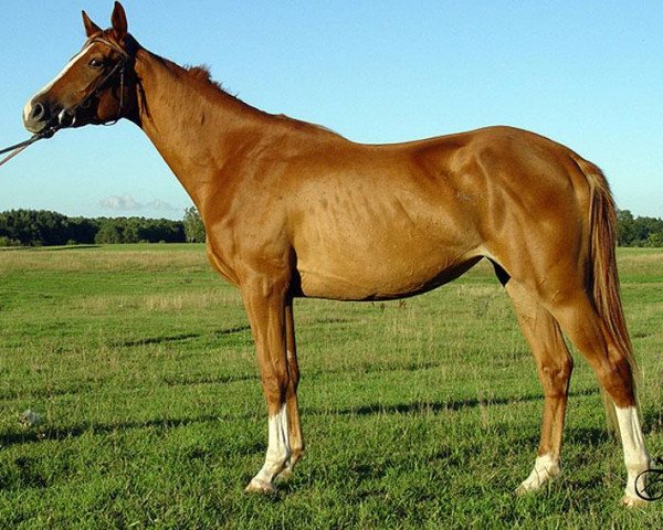 broodmare Farafra (Russian Trakehner, 2003, from Fed)