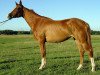 broodmare Farafra (Russian Trakehner, 2003, from Fed)