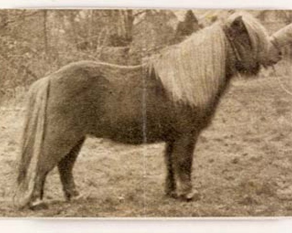 stallion Gold Fire (Shetland Pony, 1940, from Magnus of Longhaugh)