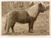 Deckhengst Gold Fire (Shetland Pony, 1940, von Magnus of Longhaugh)