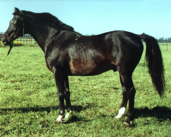 Deckhengst Fed (Russisch Trakehner, 1982, von Espadron 40)