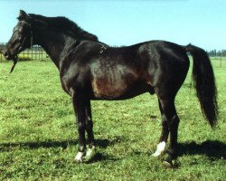 stallion Fed (Russian Trakehner, 1982, from Espadron 40)