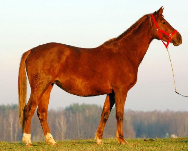 Zuchtstute Fonema (Russisch Trakehner, 1998, von Epigraf)