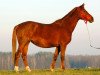 broodmare Fonema (Russian Trakehner, 1998, from Epigraf)