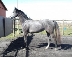 dressage horse Gredstedgaards Lancet (Danish Warmblood, 2012, from Sir Lancelot M)