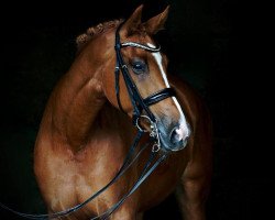 dressage horse Fazz vh Bloemenhof 2 (Belgium Sporthorse, 2011, from Rousseau)