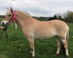 broodmare Santana L (Fjord Horse, 2017, from Skagen)