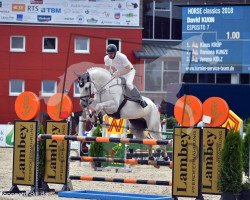 jumper Esposito 7 (Oldenburg show jumper, 2012, from Elliot van Ter Hulst)