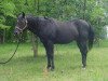 stallion Shades Of Hero (Quarter Horse,  , from Shades Of Wonder)