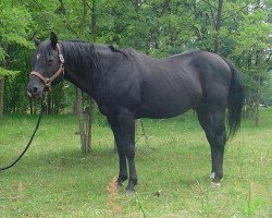 Deckhengst Shades Of Hero (Quarter Horse,  , von Shades Of Wonder)